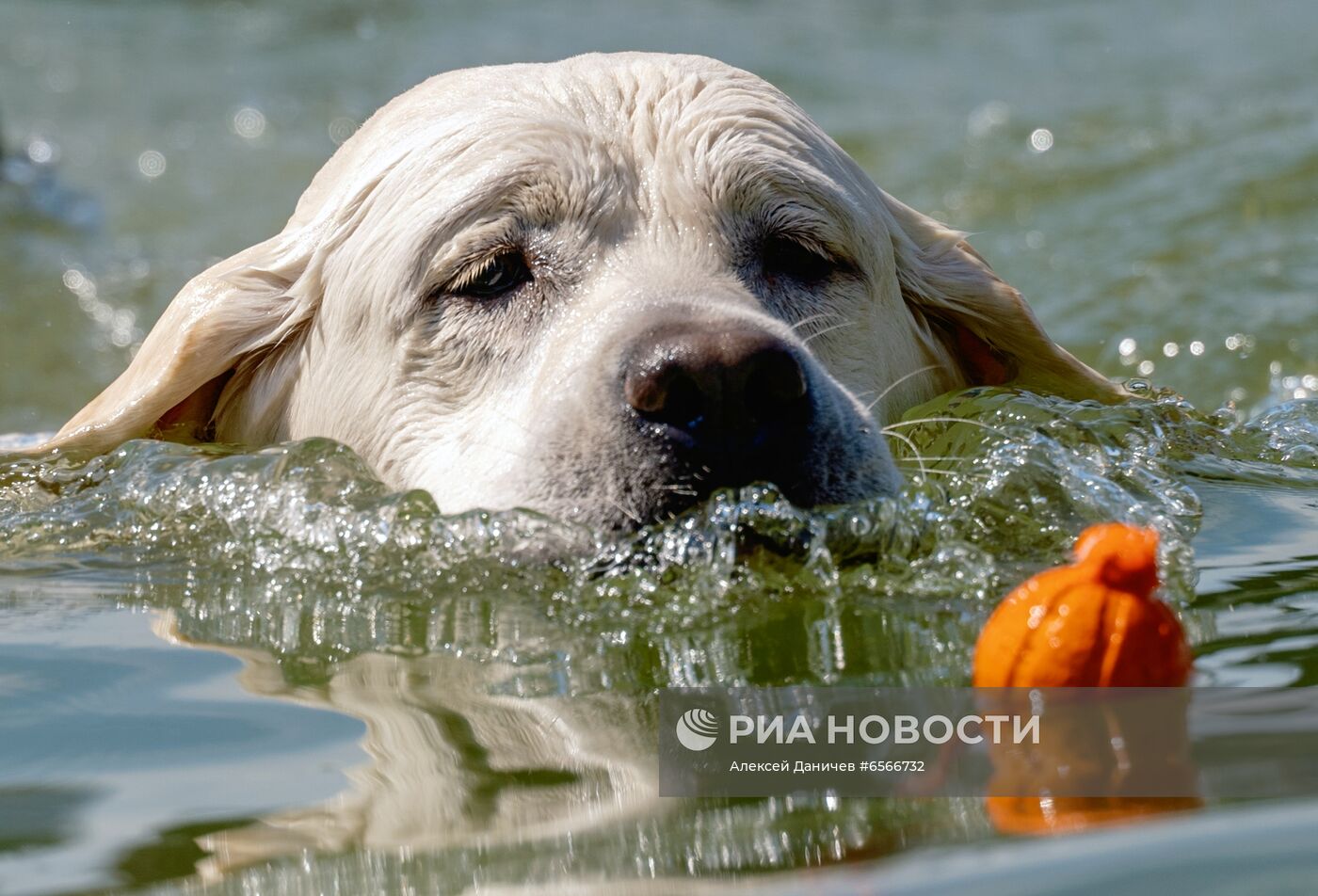 Фестиваль Petshop Days в Санкт-Петербурге