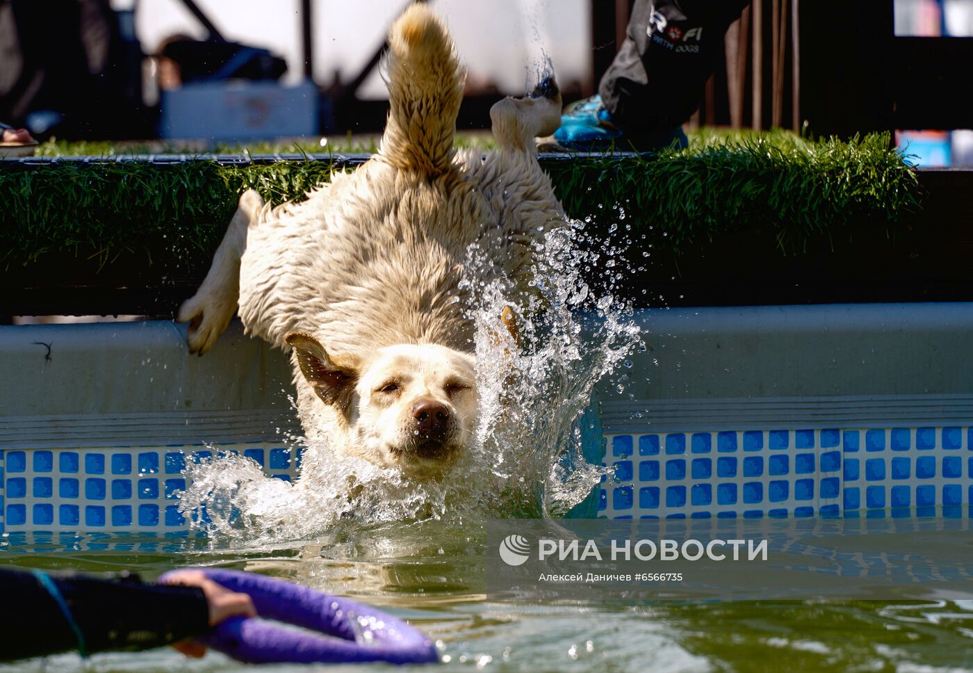 Фестиваль Petshop Days в Санкт-Петербурге