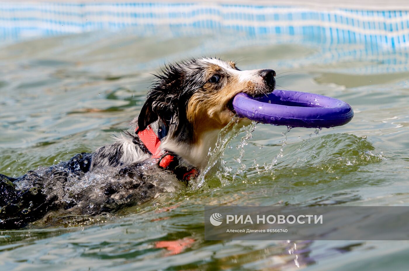 Фестиваль Petshop Days в Санкт-Петербурге