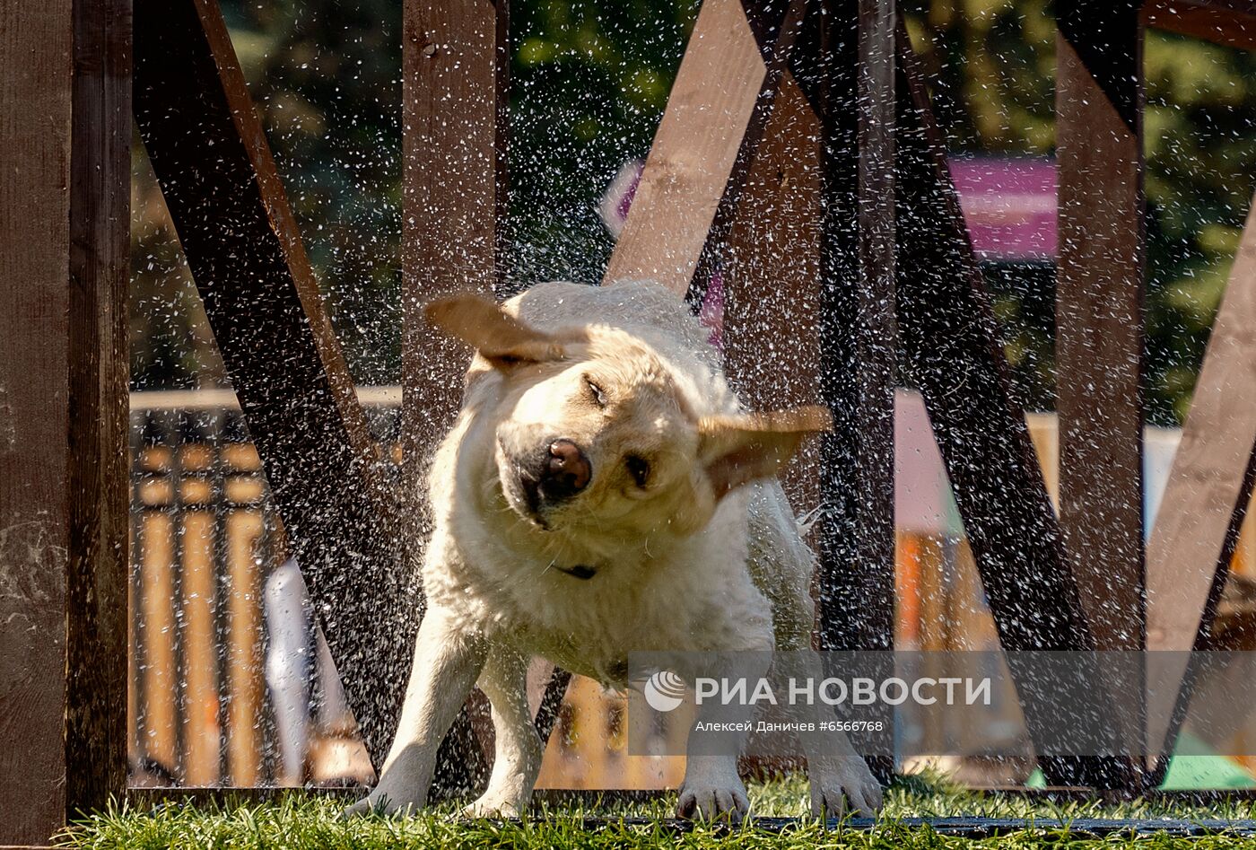 Фестиваль Petshop Days в Санкт-Петербурге