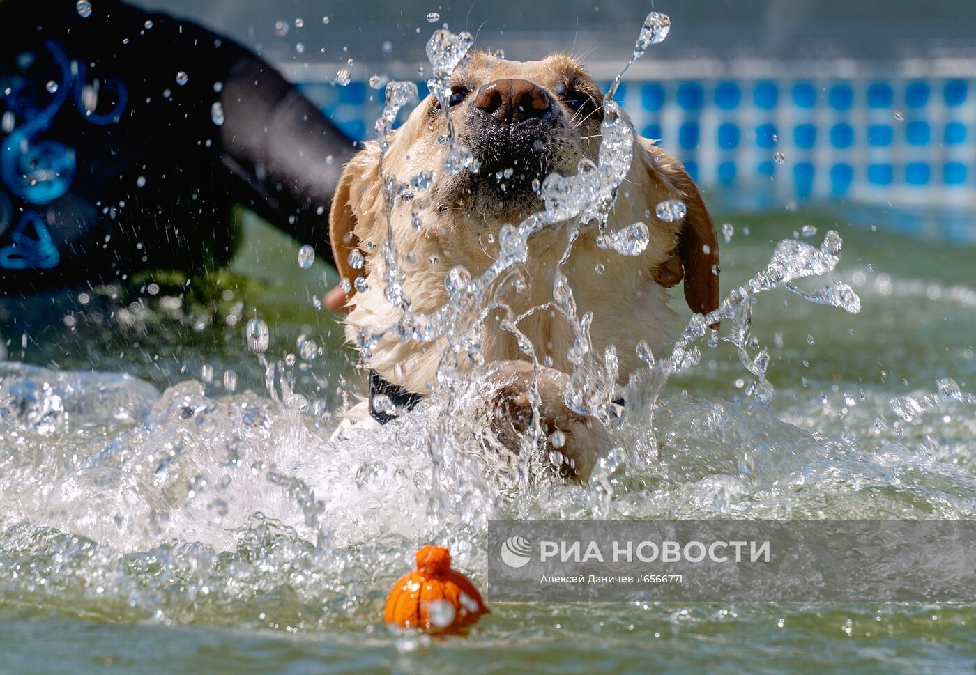 Фестиваль Petshop Days в Санкт-Петербурге