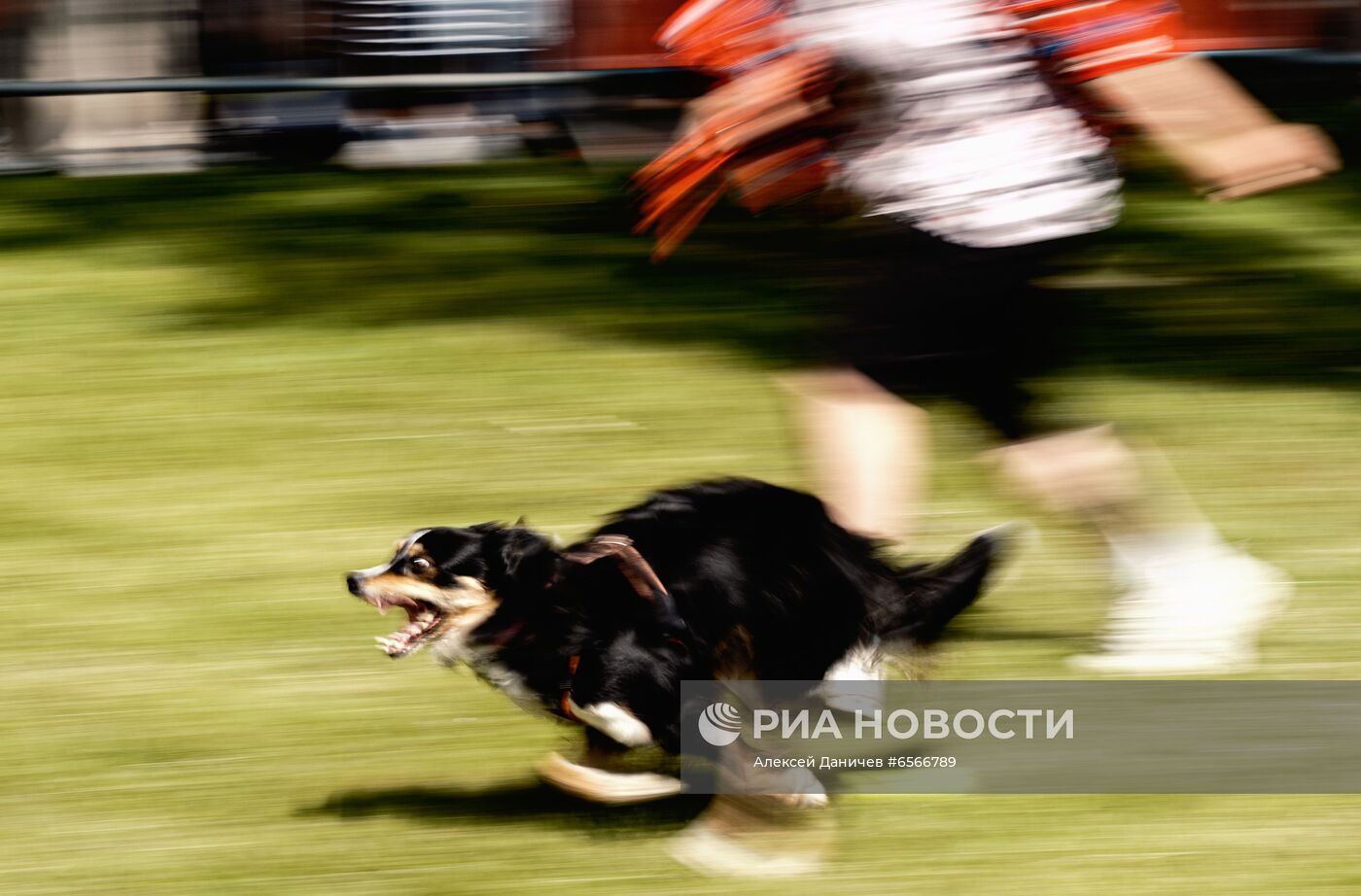 Фестиваль Petshop Days в Санкт-Петербурге