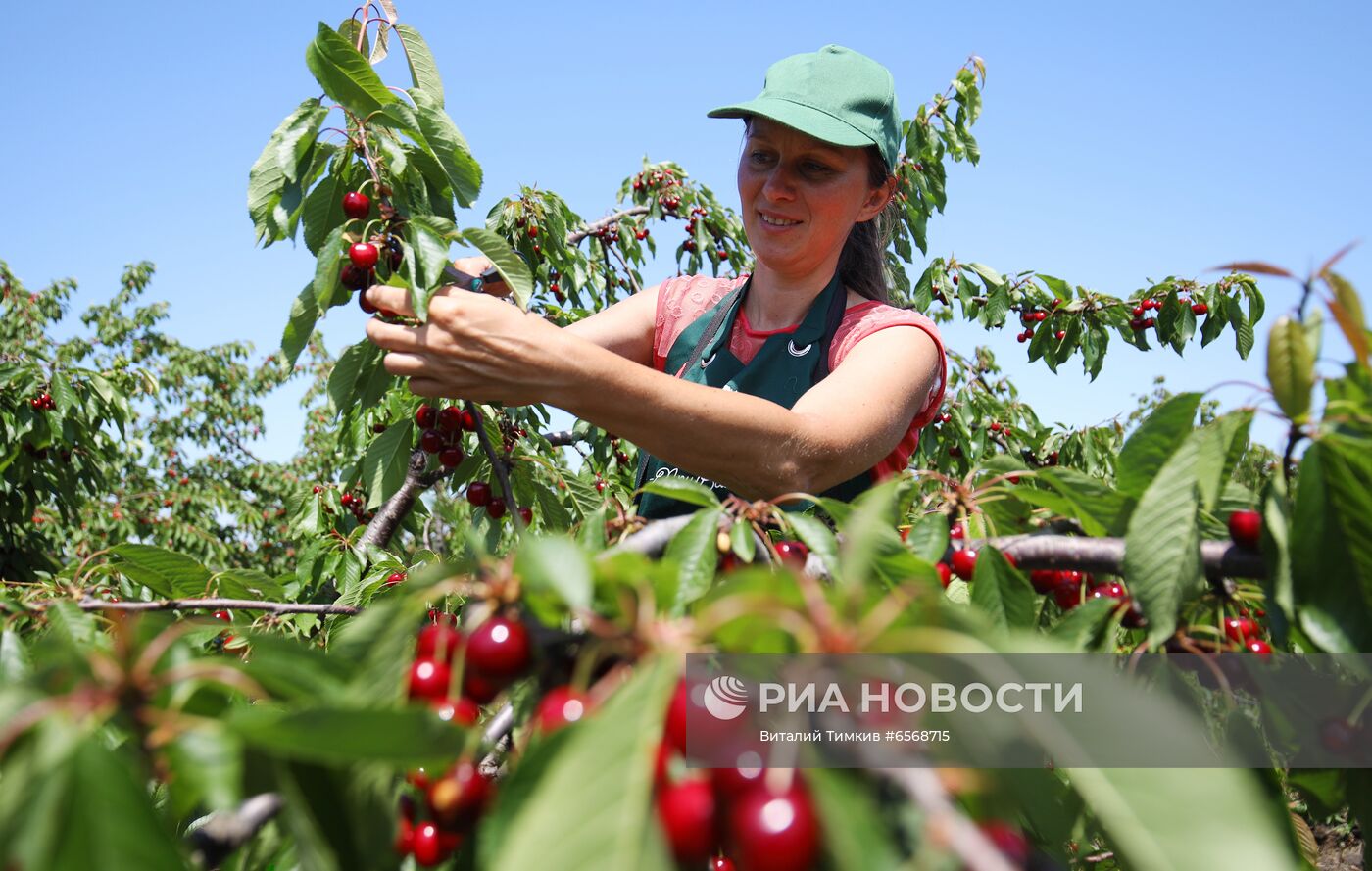 Сбор черешни в Краснодарском крае