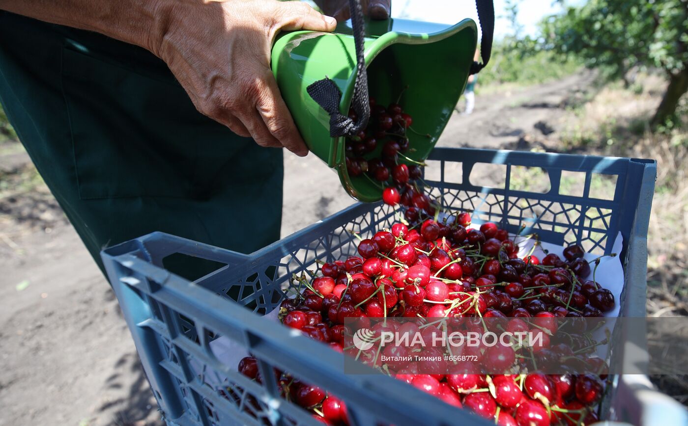 Сбор черешни в Краснодарском крае