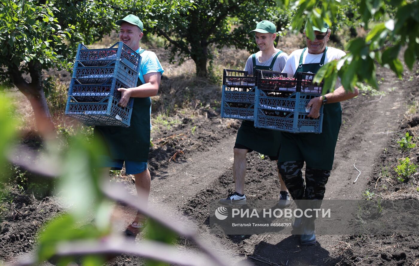 Сбор черешни в Краснодарском крае