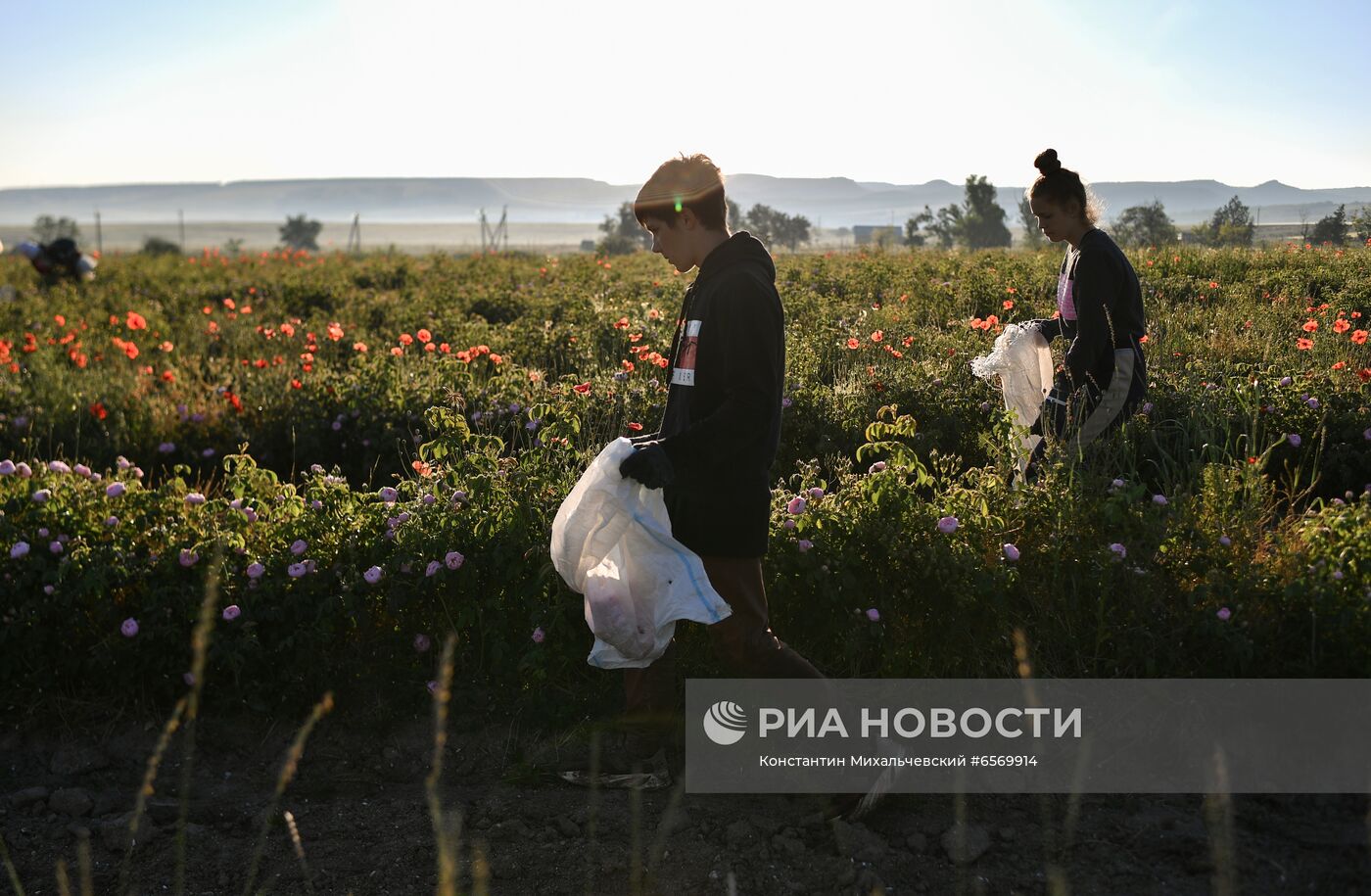 Сбор роз в Крыму