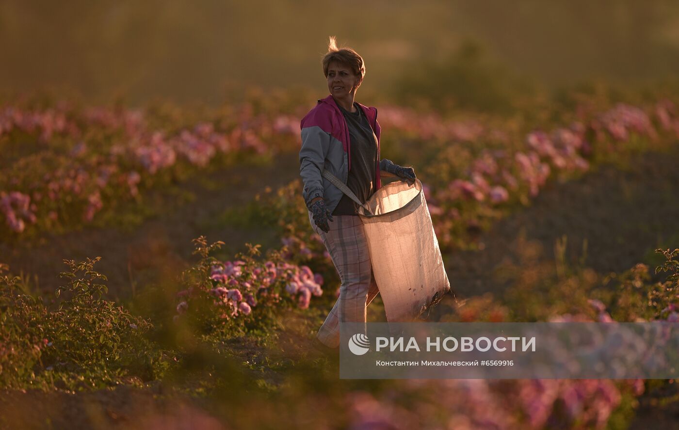 Сбор роз в Крыму
