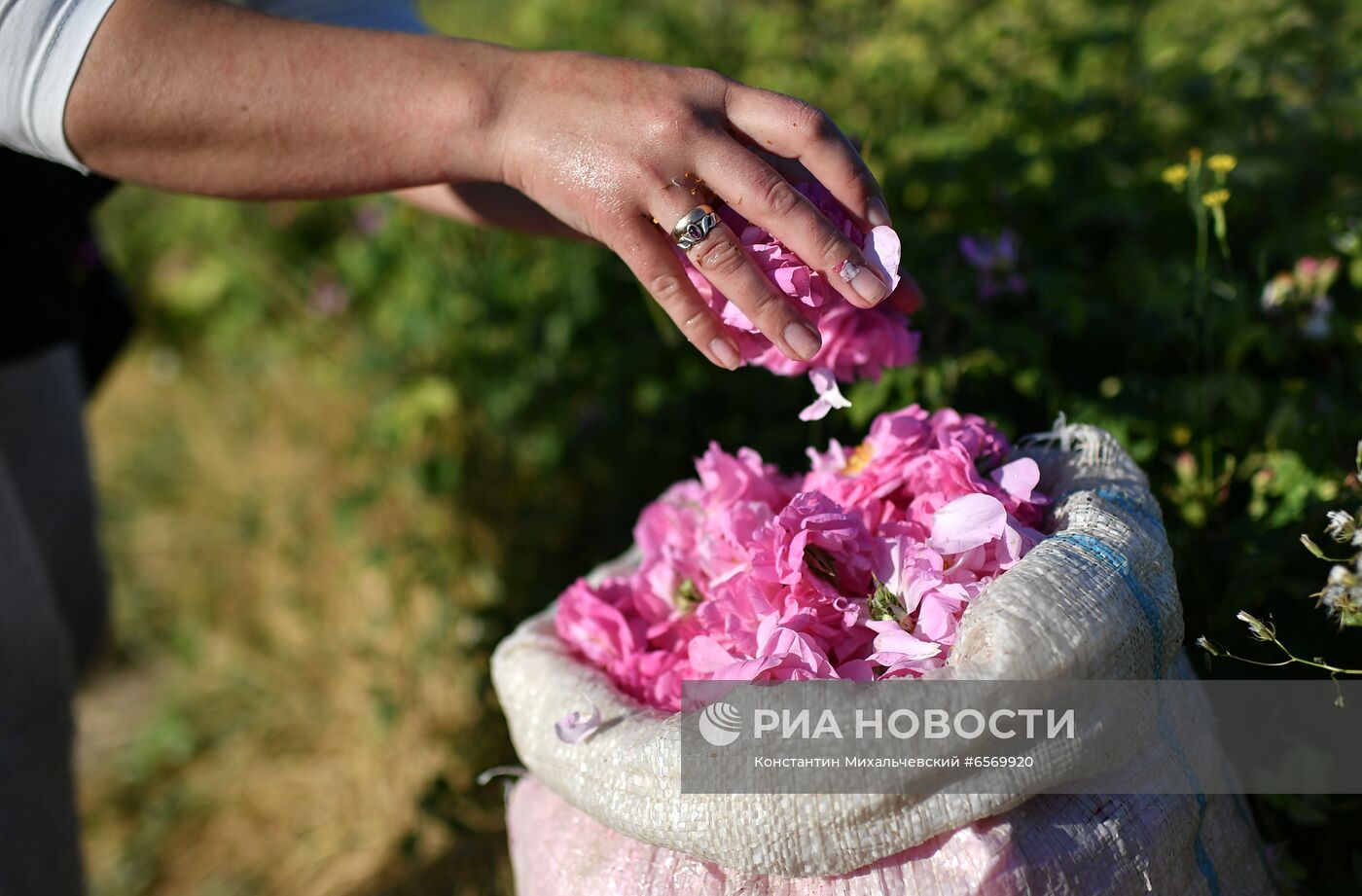 Сбор роз в Крыму