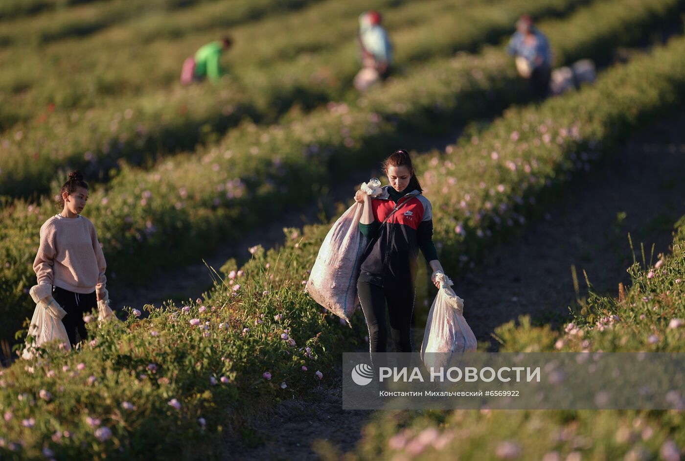 Сбор роз в Крыму