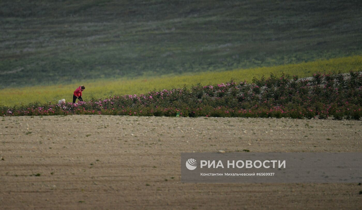 Сбор роз в Крыму