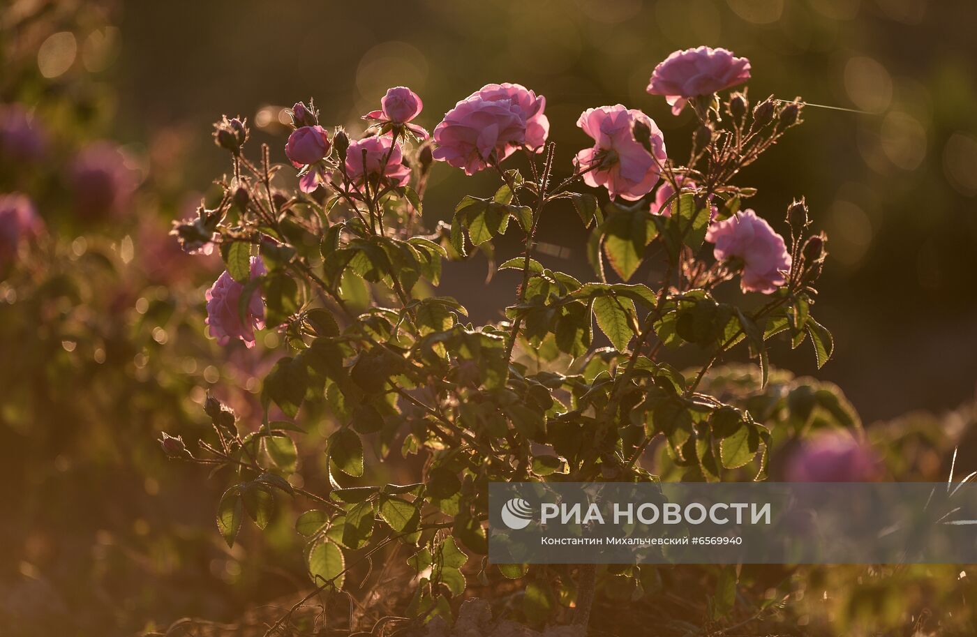 Сбор роз в Крыму