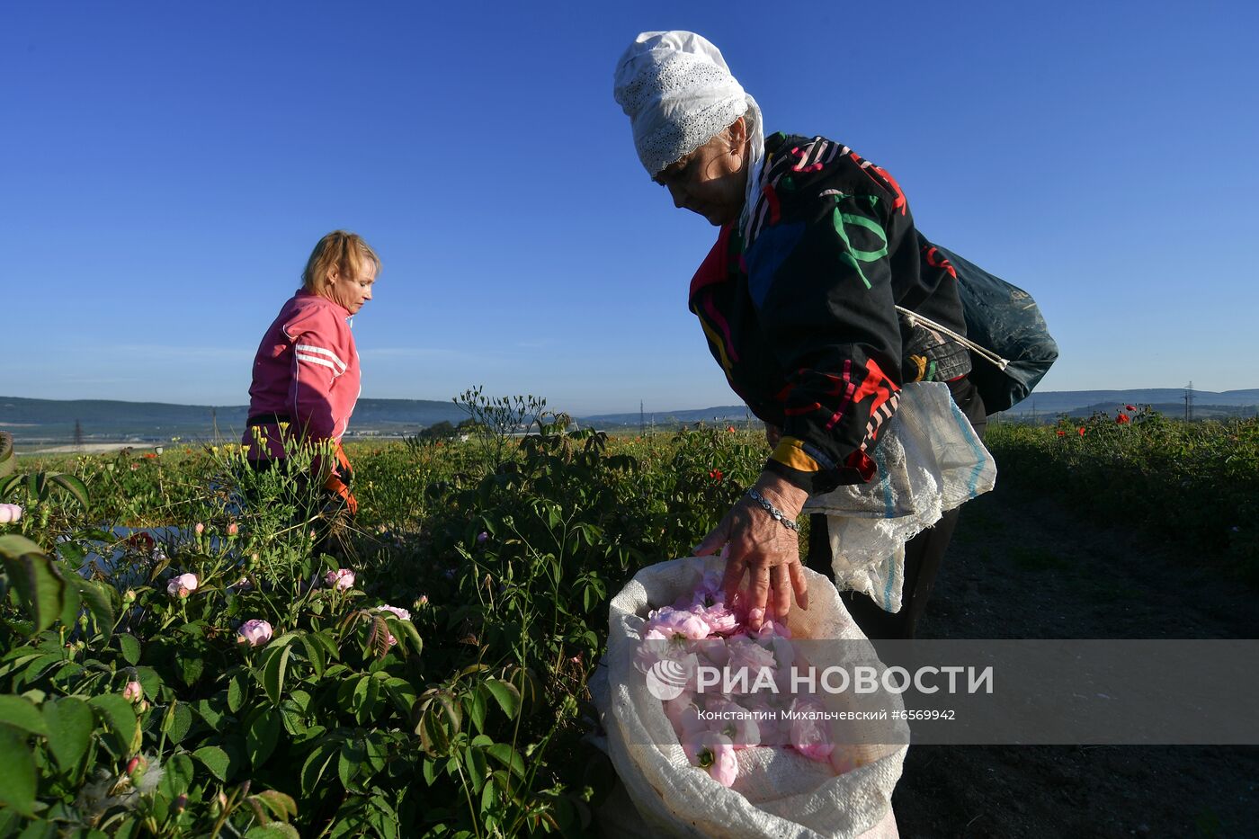 Сбор роз в Крыму