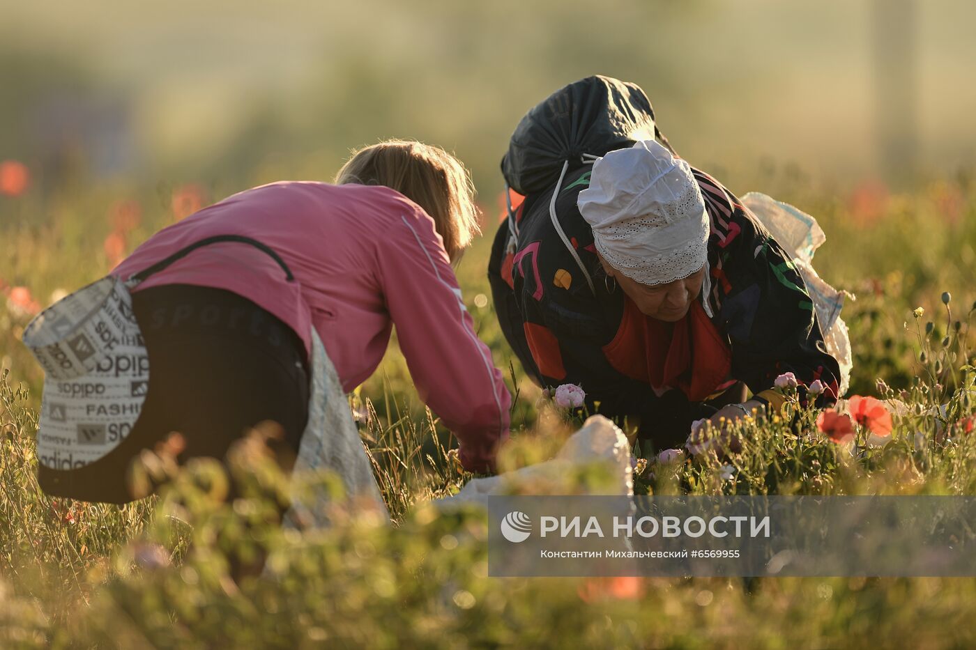 Сбор роз в Крыму