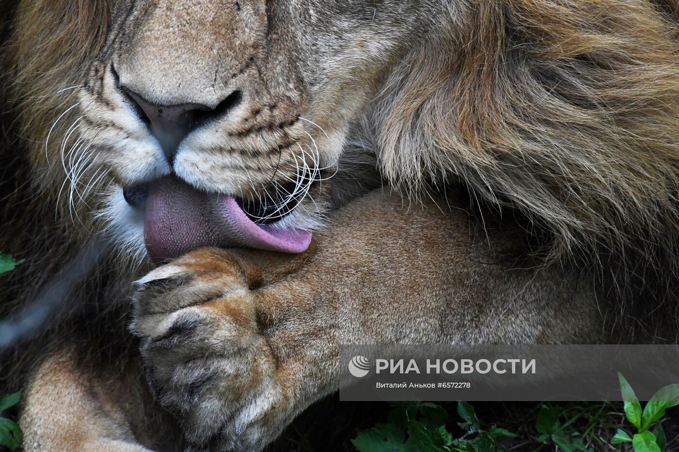 Животные в Приморском сафари-парке