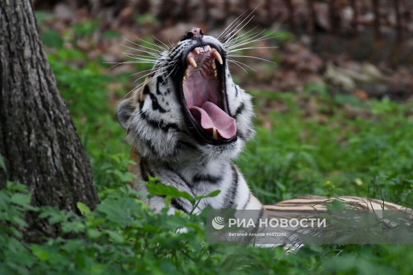 Животные в Приморском сафари-парке