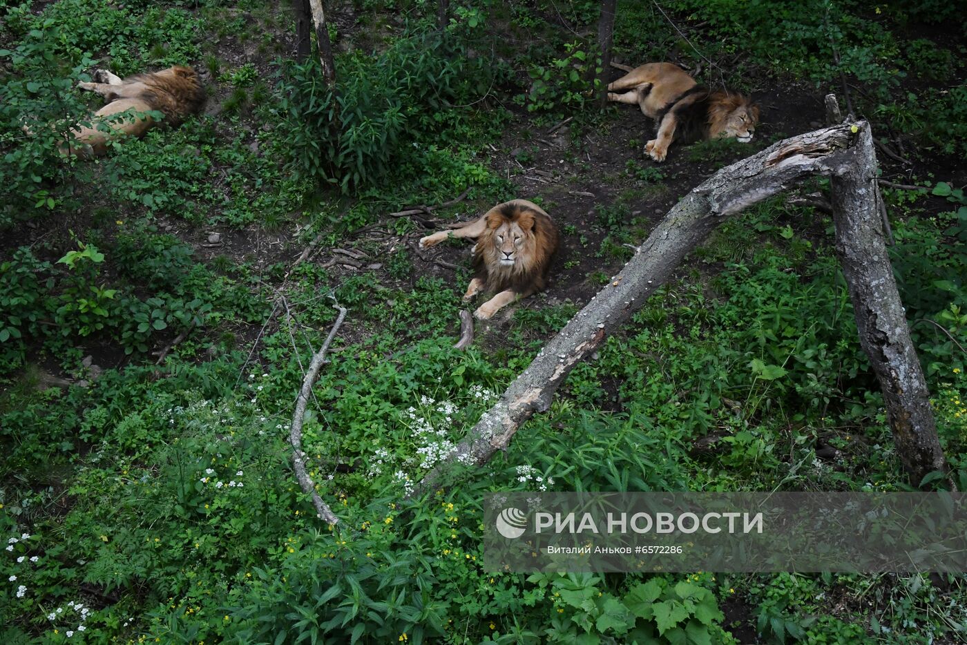 Животные в Приморском сафари-парке