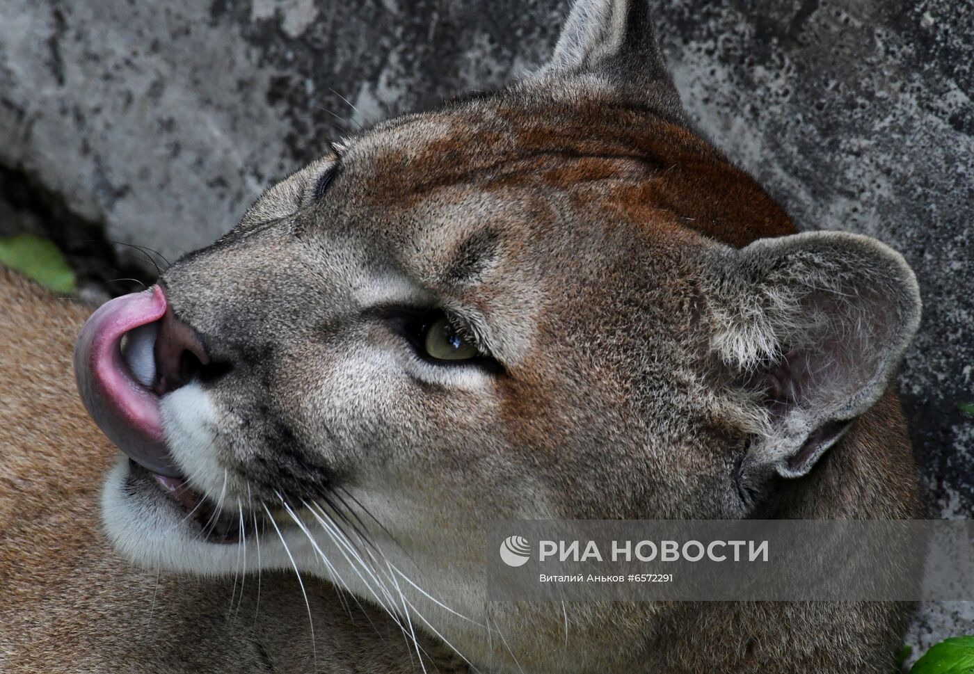 Животные в Приморском сафари-парке