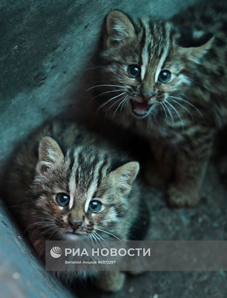 Животные в Приморском сафари-парке