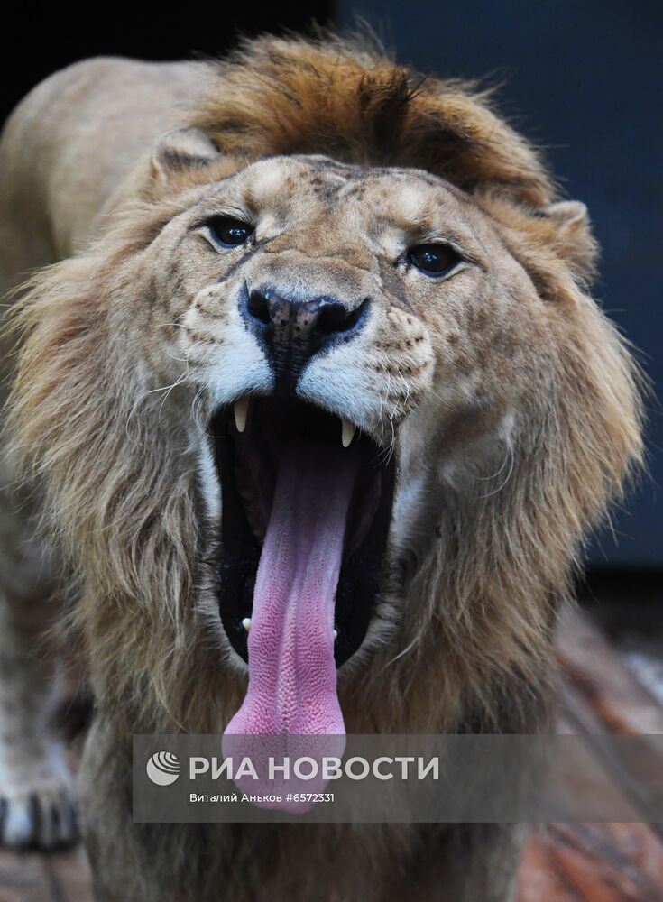 Животные в Приморском сафари-парке