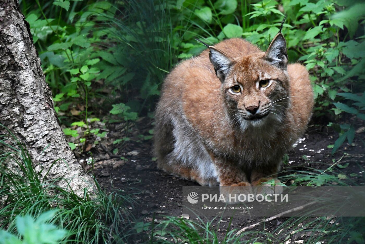 Животные в Приморском сафари-парке