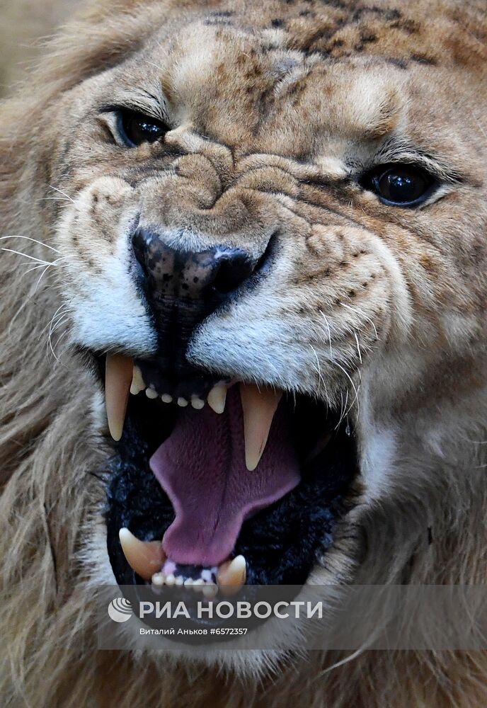 Животные в Приморском сафари-парке