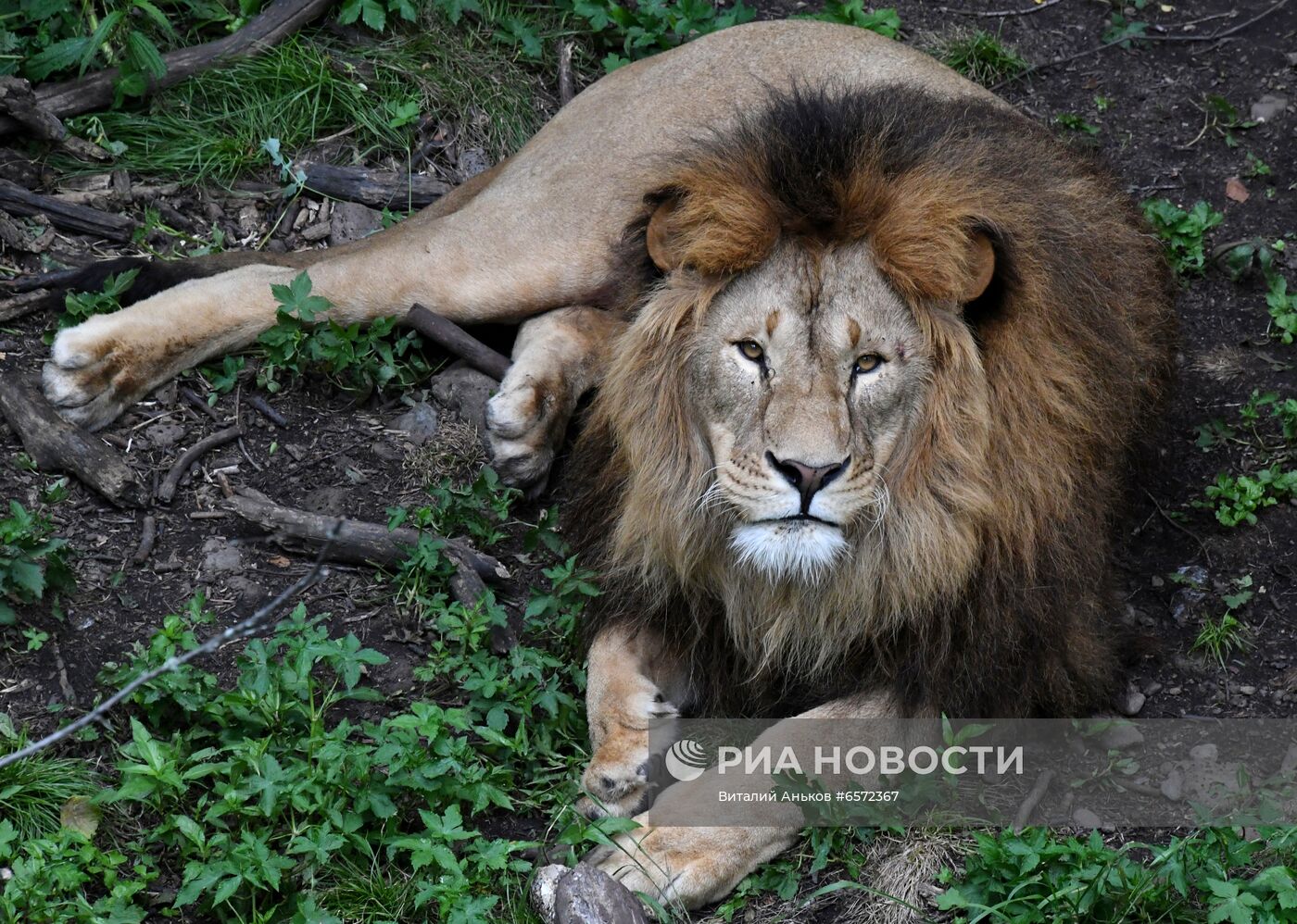 Животные в Приморском сафари-парке