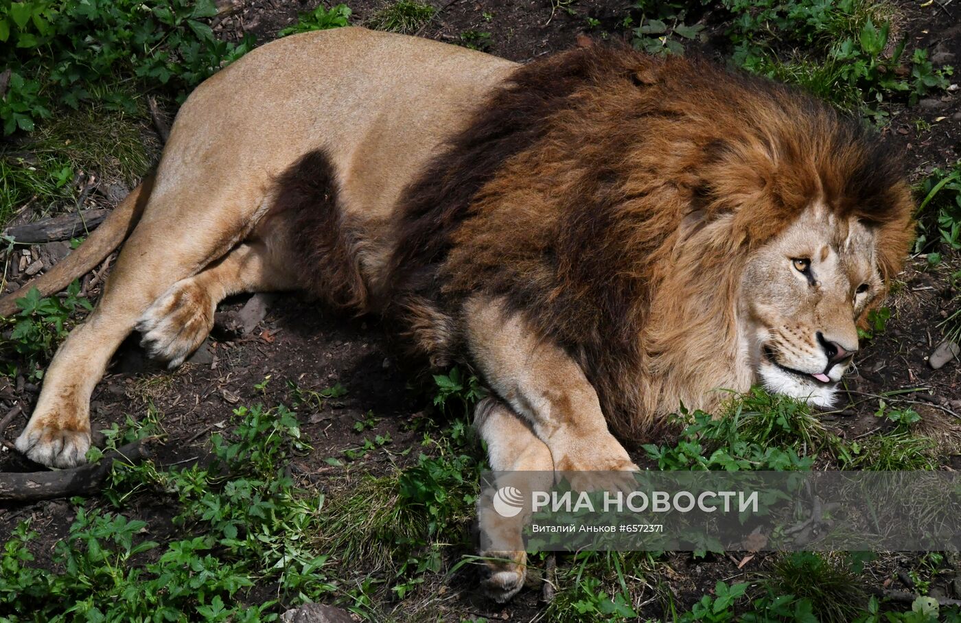 Животные в Приморском сафари-парке