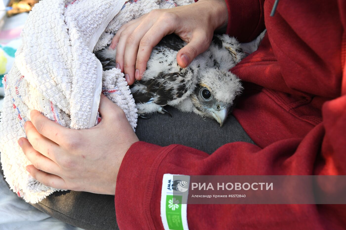 Работа орнитологов по возрождению алтайского сокола-балобана