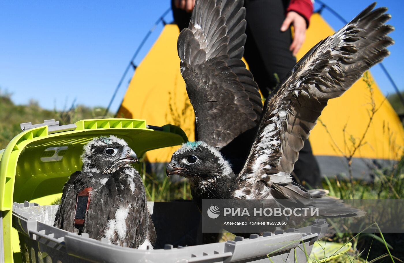 Работа орнитологов по возрождению алтайского сокола-балобана