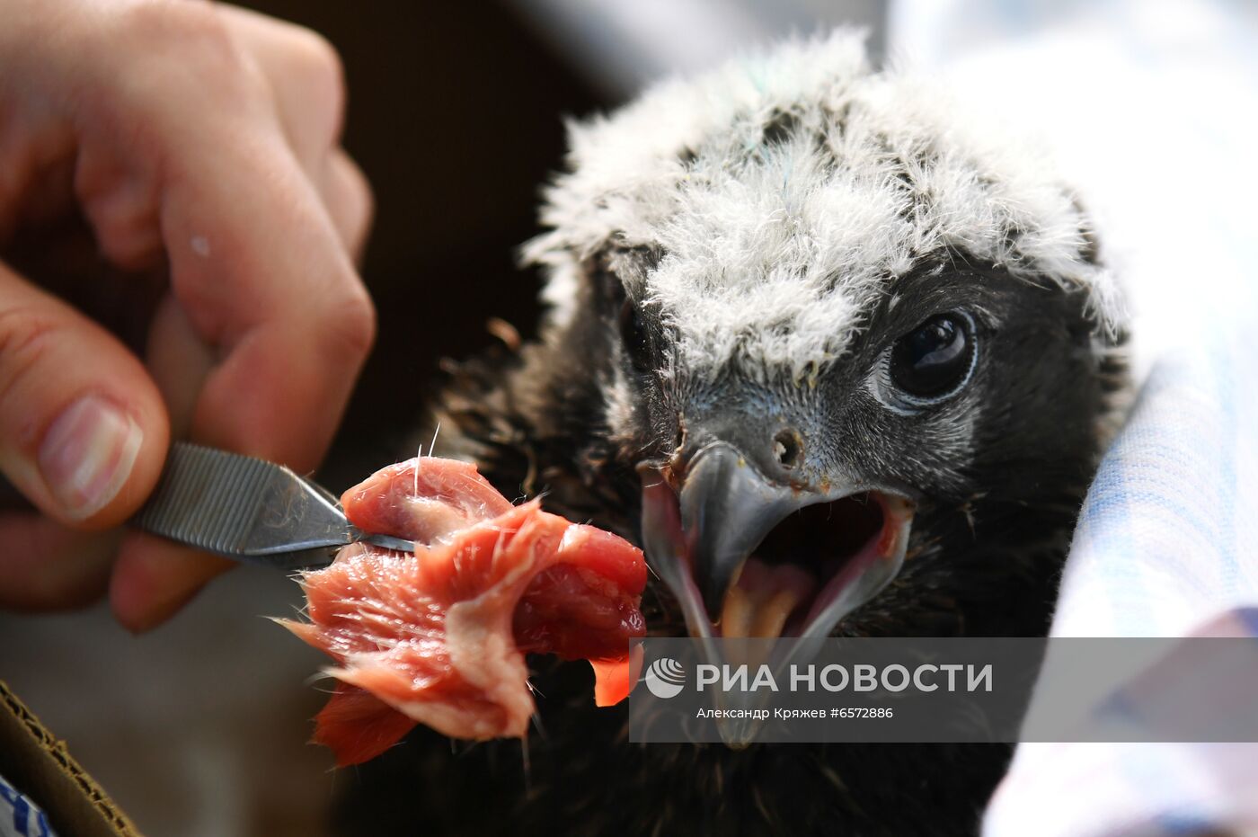 Работа орнитологов по возрождению алтайского сокола-балобана