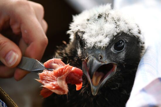 Работа орнитологов по возрождению алтайского сокола-балобана