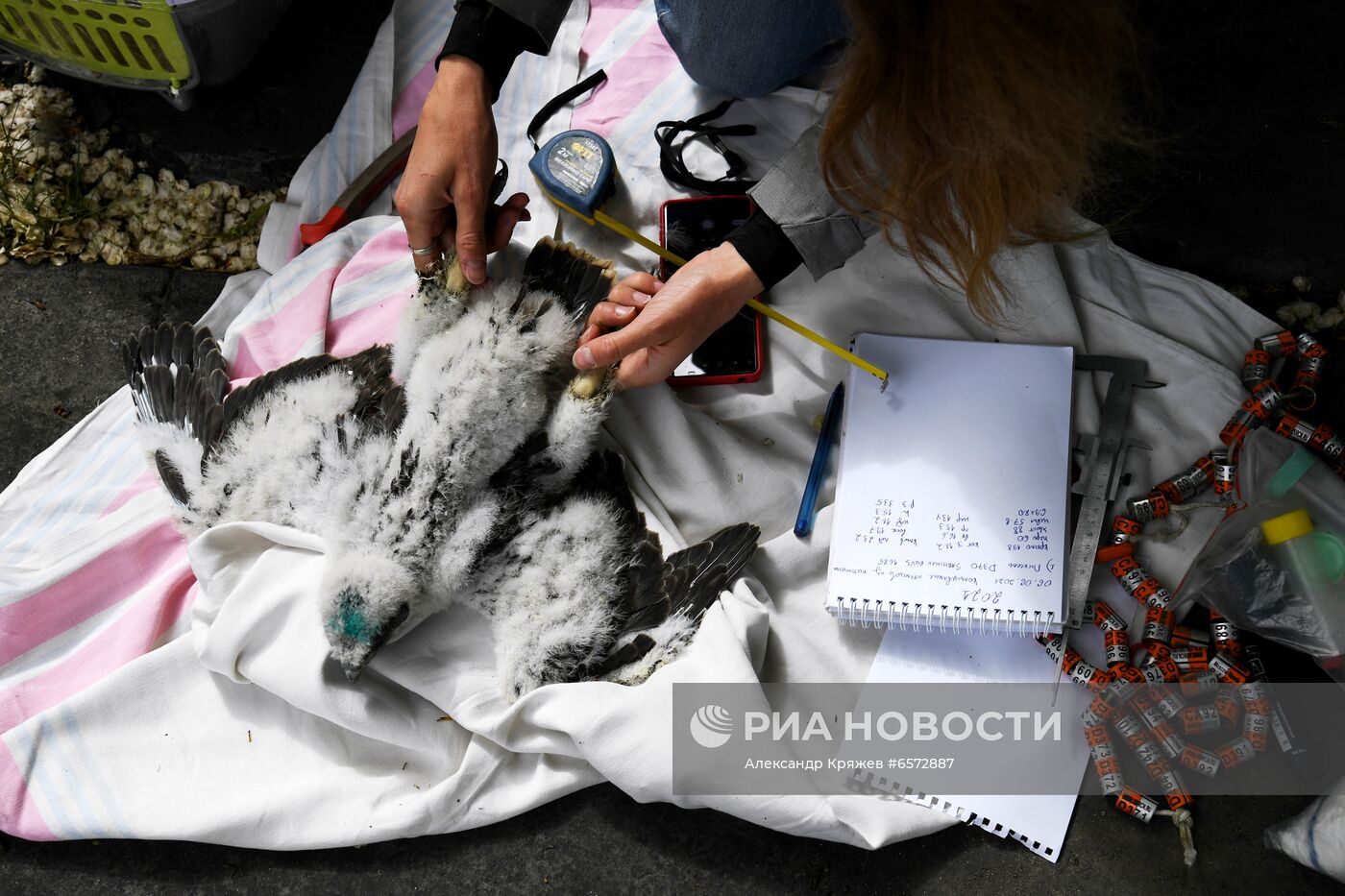 Работа орнитологов по возрождению алтайского сокола-балобана