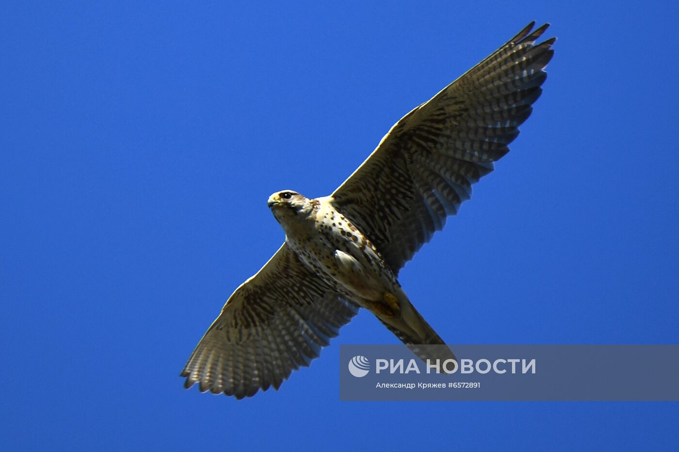 Работа орнитологов по возрождению алтайского сокола-балобана