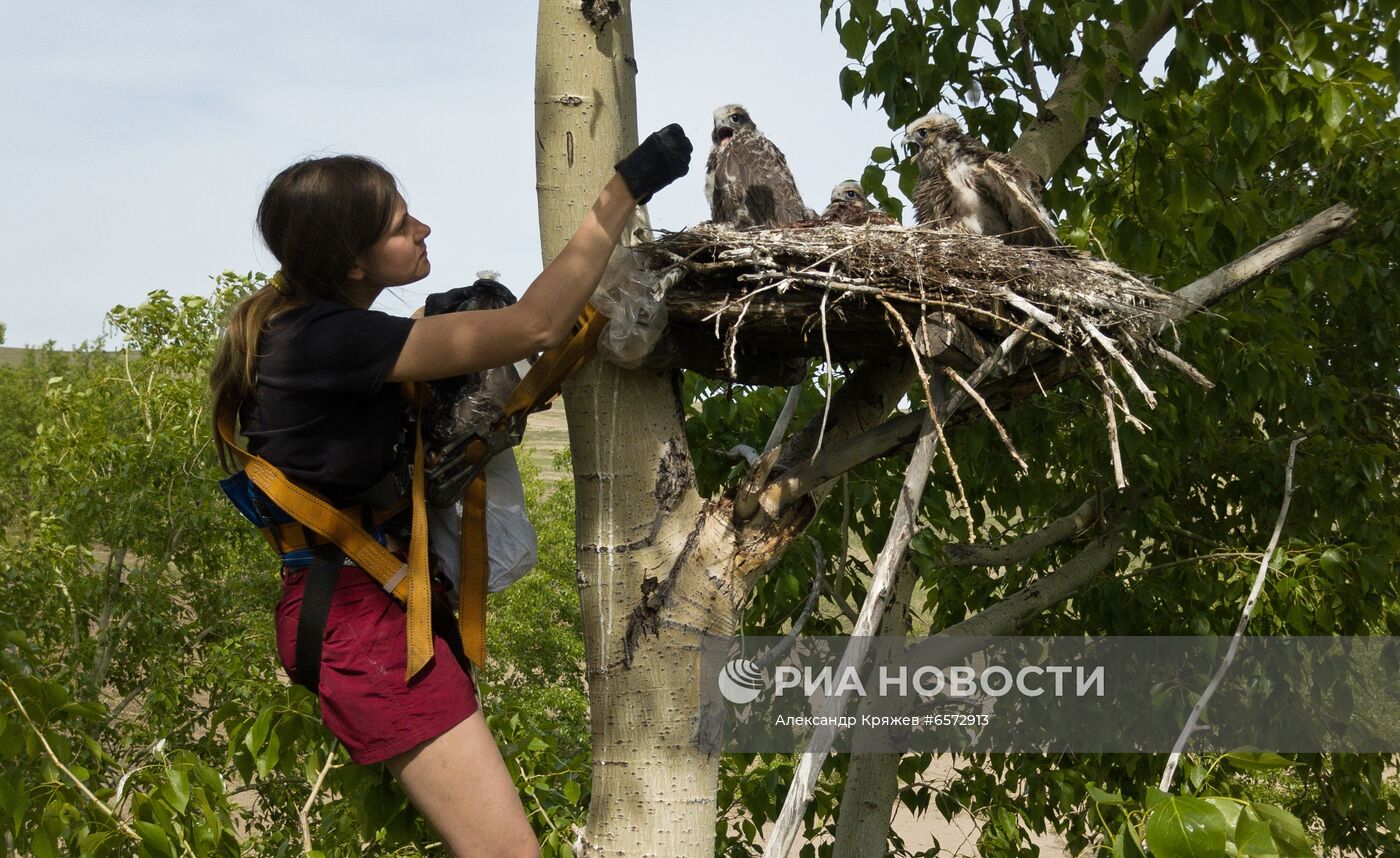 Работа орнитологов по возрождению алтайского сокола-балобана