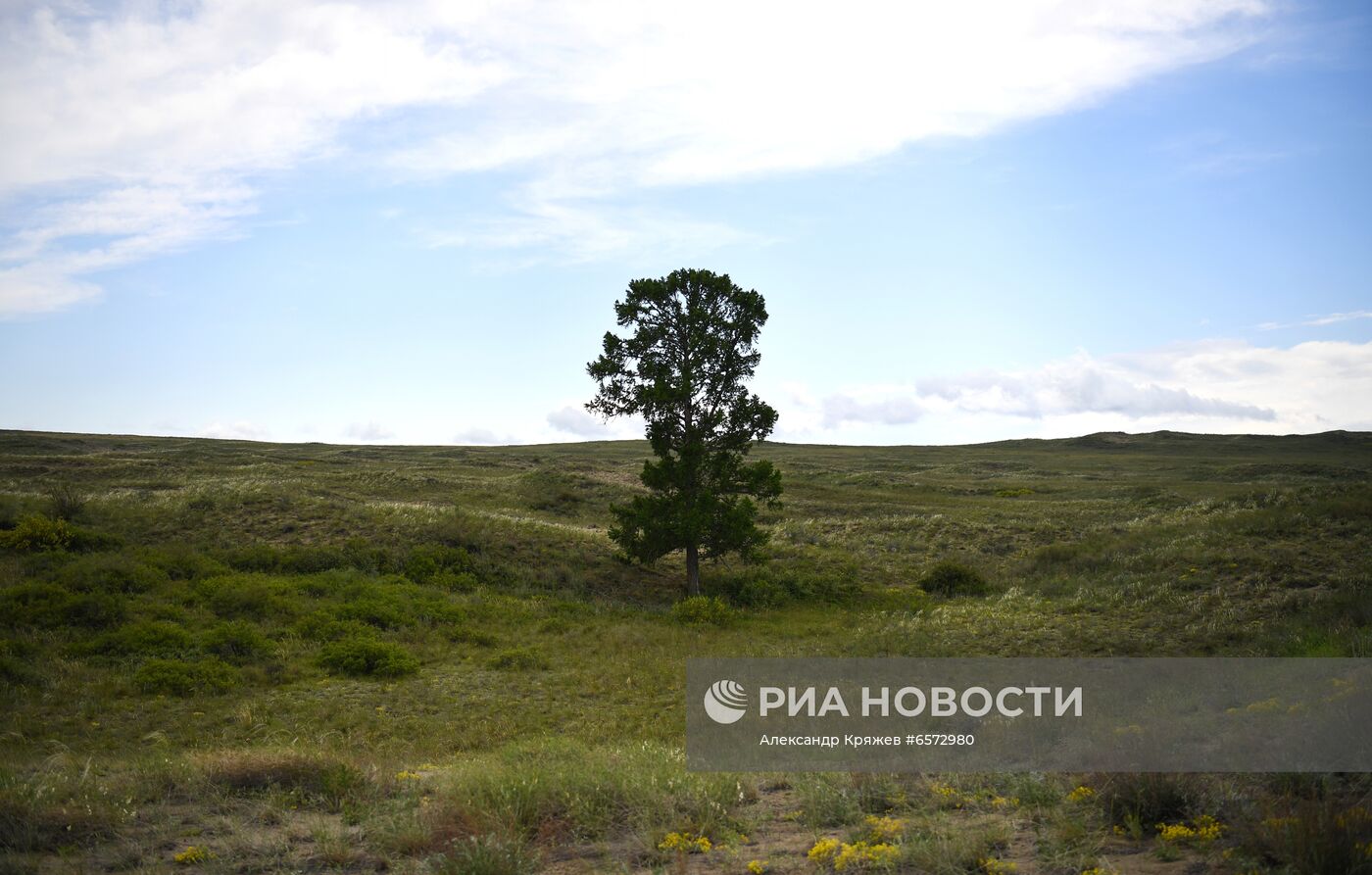 Работа орнитологов по возрождению алтайского сокола-балобана