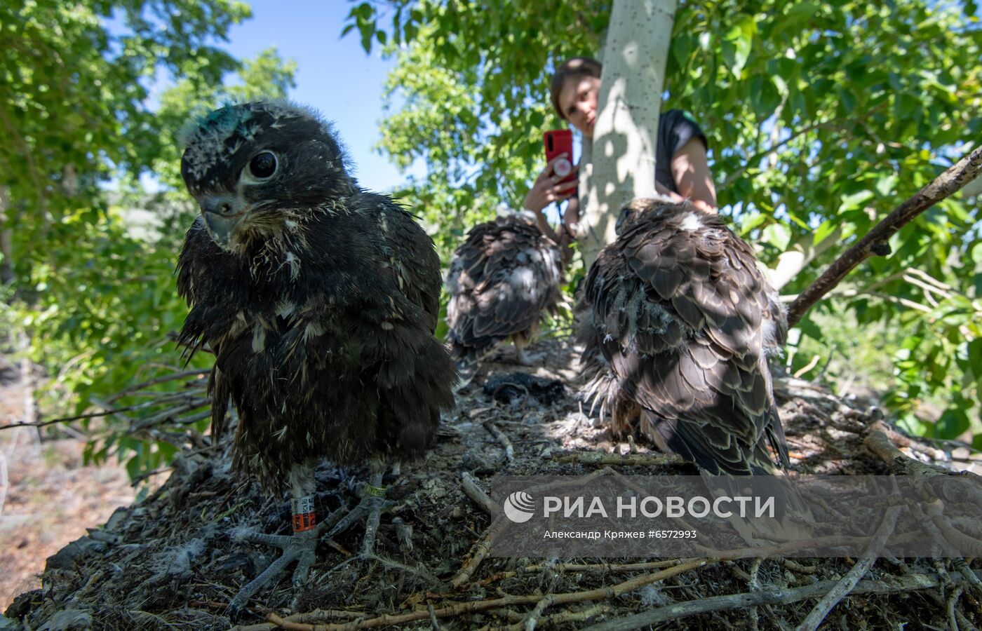 Работа орнитологов по возрождению алтайского сокола-балобана