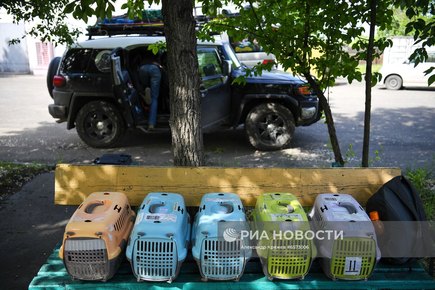 Работа орнитологов по возрождению алтайского сокола-балобана