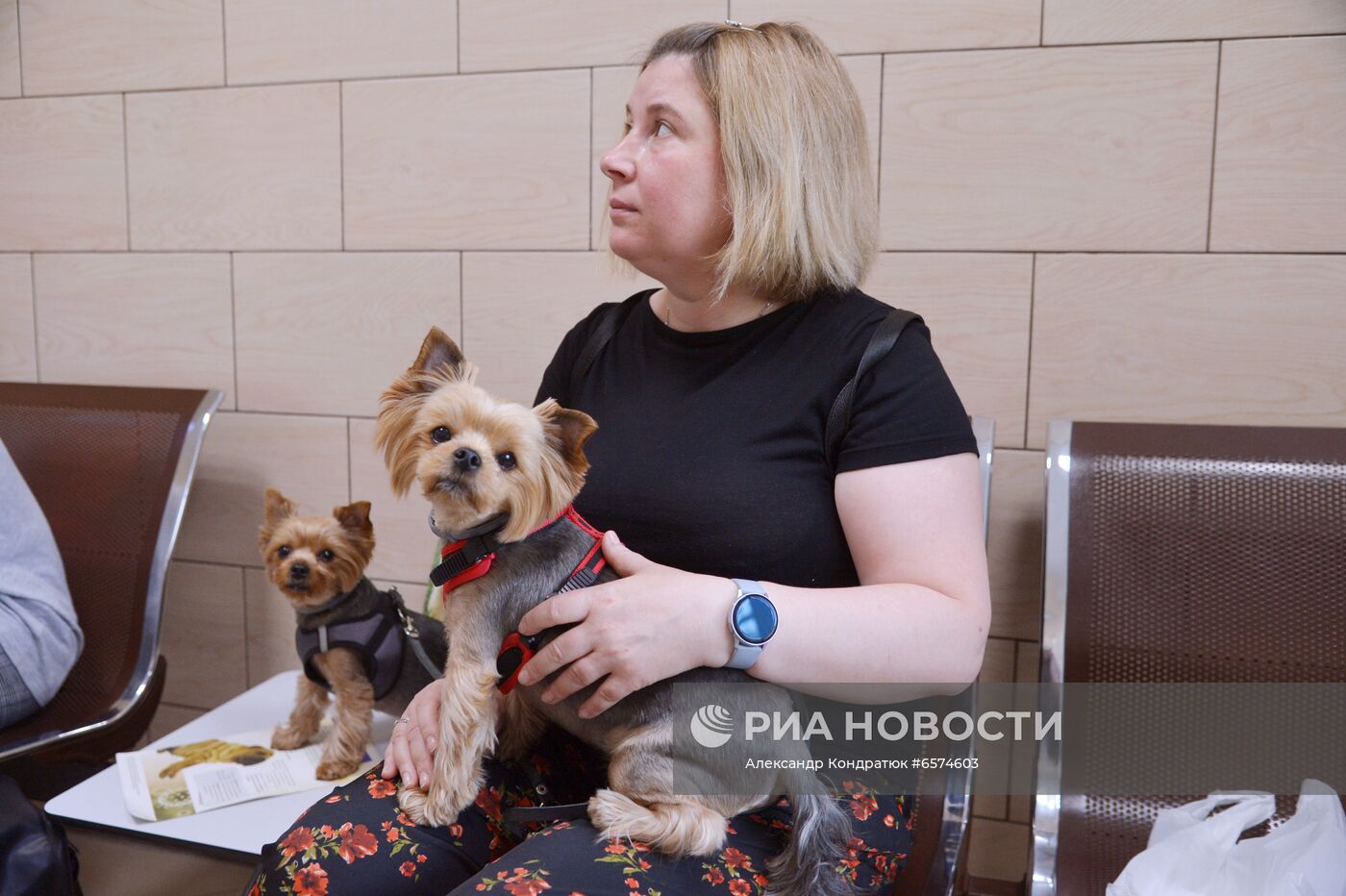 Вакцинация домашних животных от COVID-19 в Челябинске