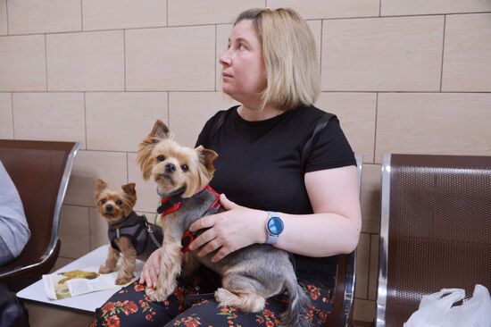 Вакцинация домашних животных от COVID-19 в Челябинске