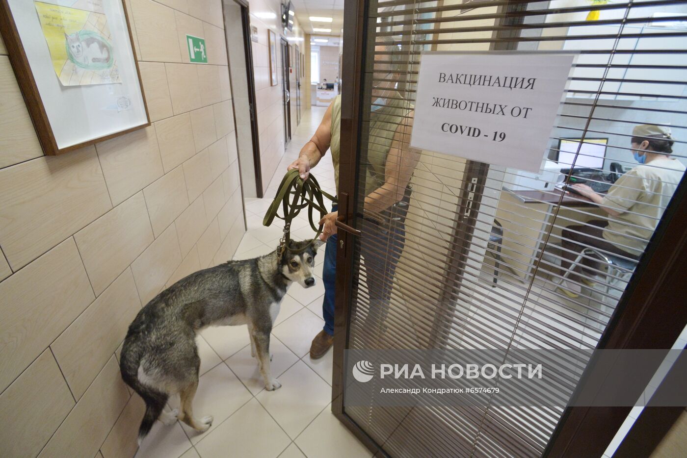 Вакцинация домашних животных от COVID-19 в Челябинске