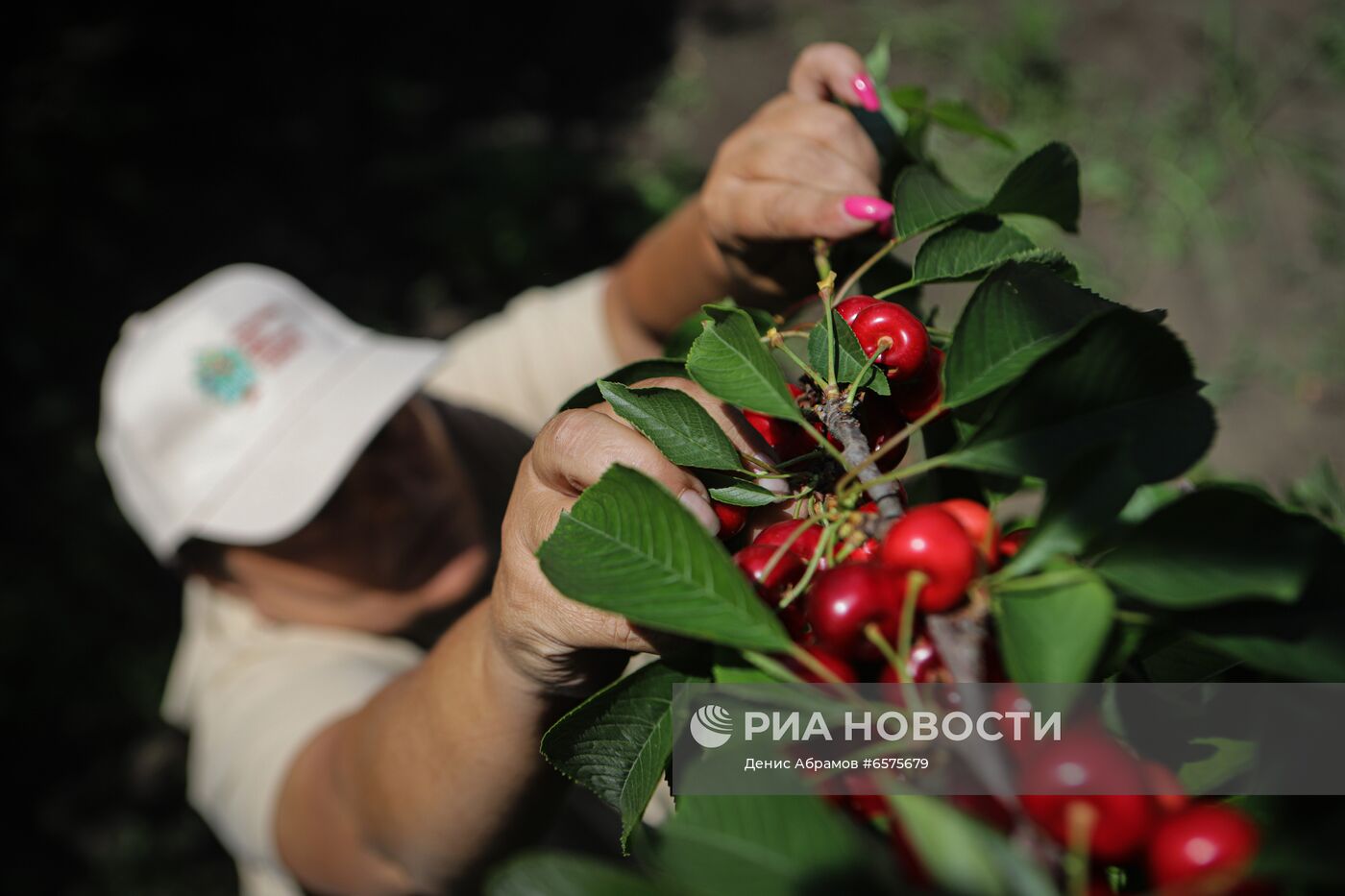 Начало сезона сбора черешни в Ставропольском крае