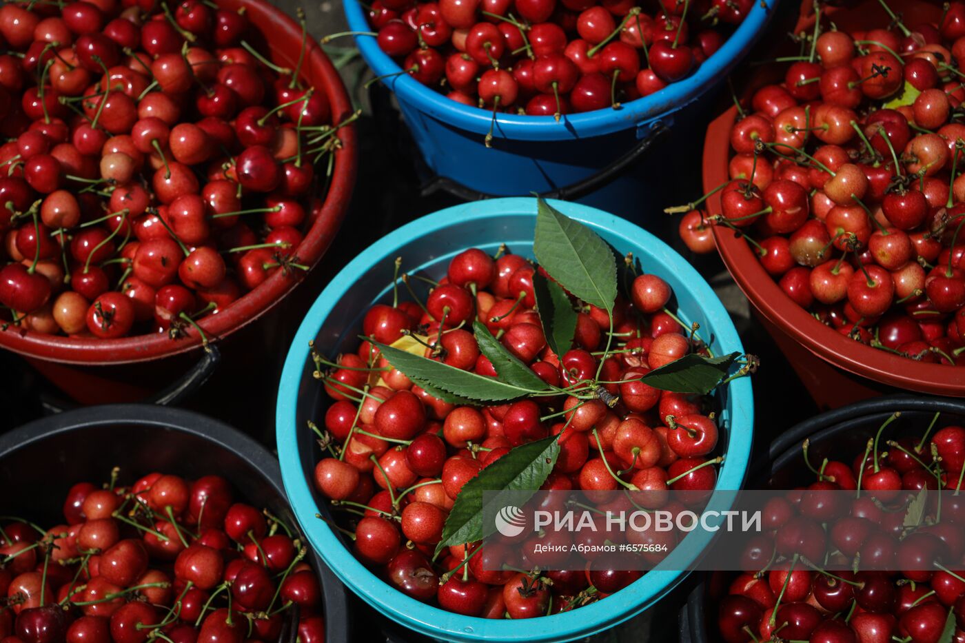 Начало сезона сбора черешни в Ставропольском крае