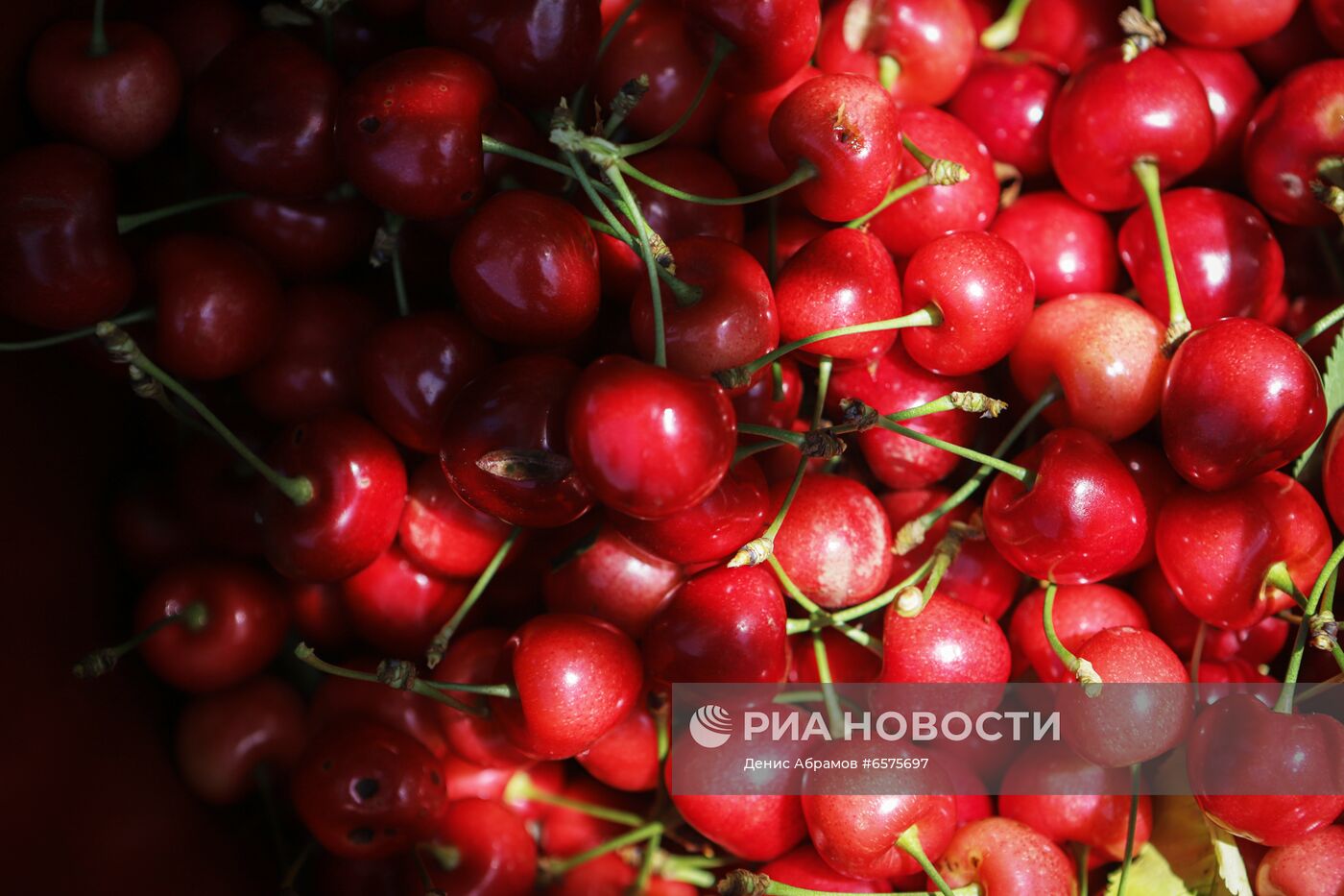 Начало сезона сбора черешни в Ставропольском крае