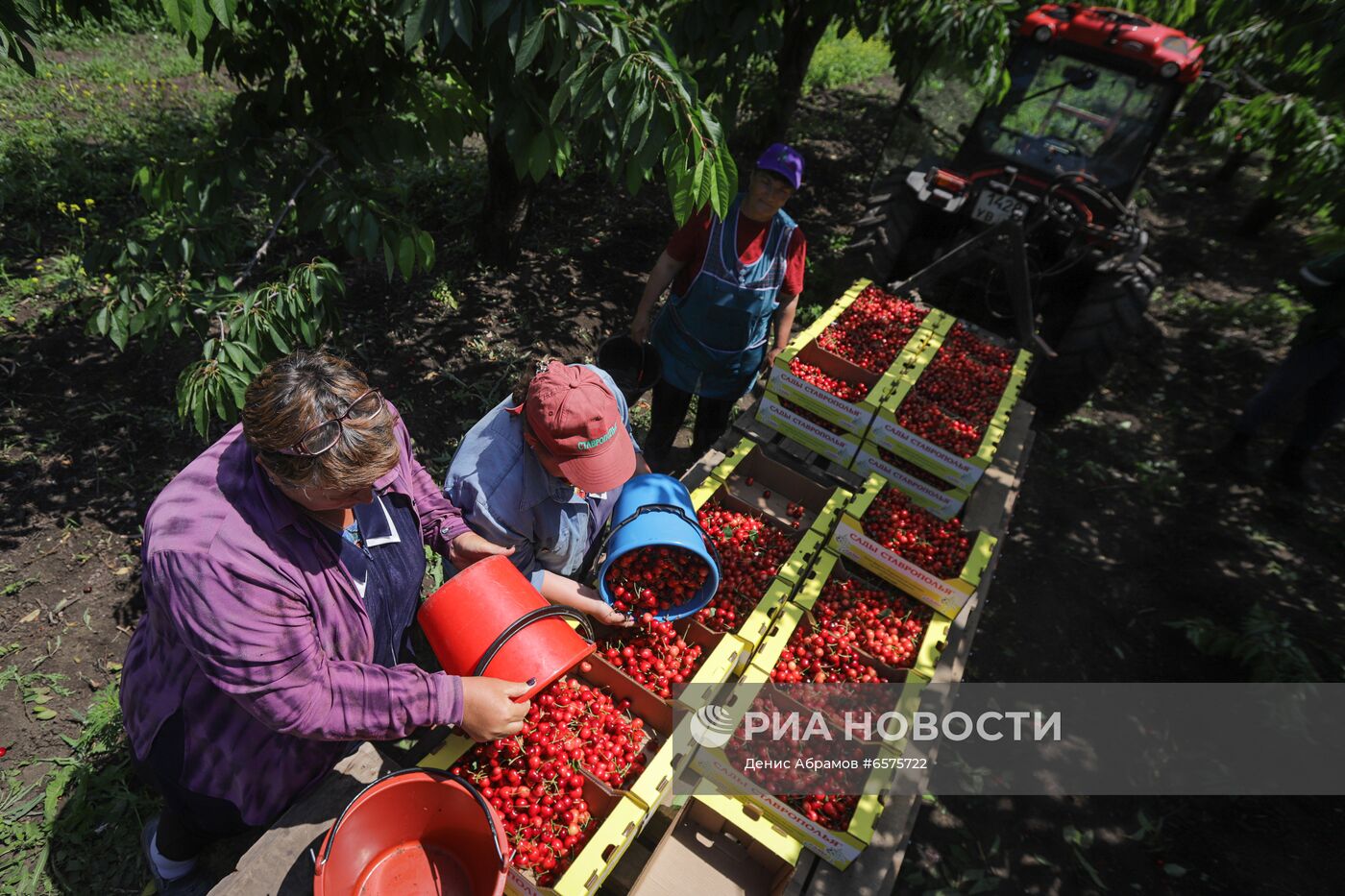 Начало сезона сбора черешни в Ставропольском крае