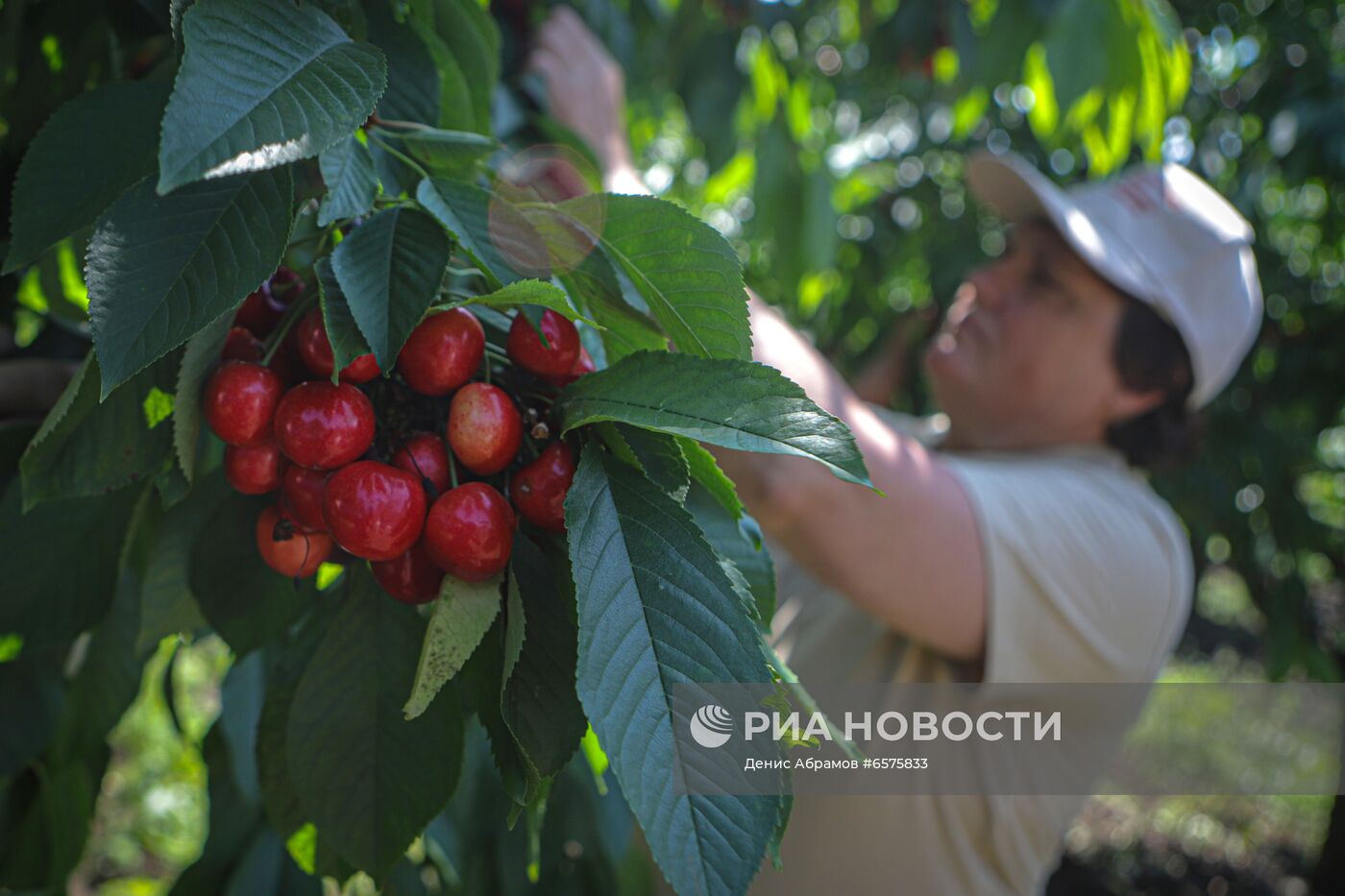 Начало сезона сбора черешни в Ставропольском крае