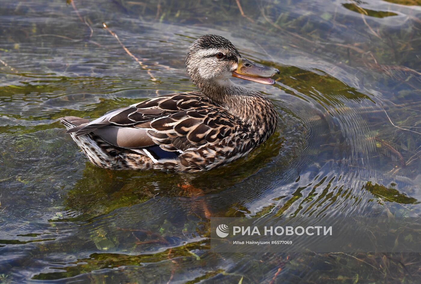 Жаркая погода в Красноярском крае