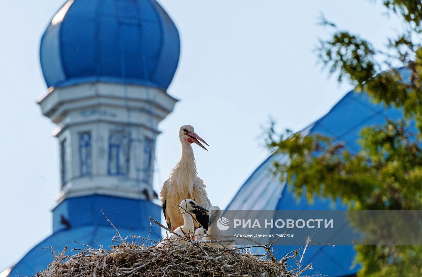 Семейство аистов в Ленинградской области