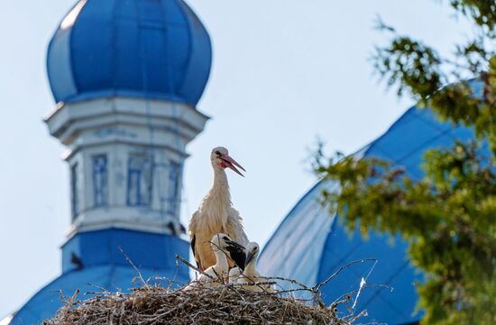 Семейство аистов в Ленинградской области