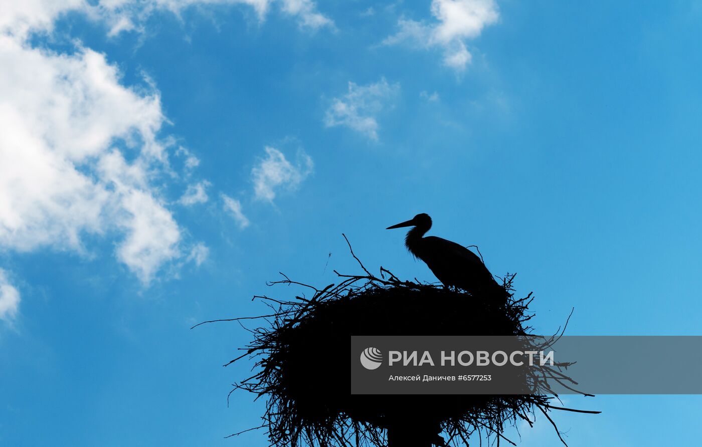 Семейство аистов в Ленинградской области