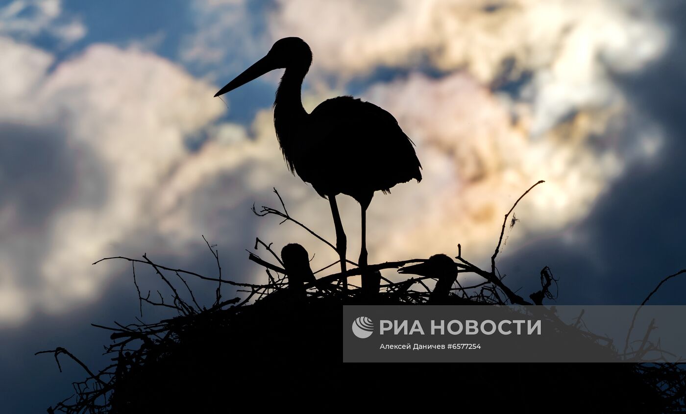 Семейство аистов в Ленинградской области